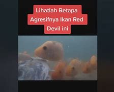 Invasi Ikan Red Devil